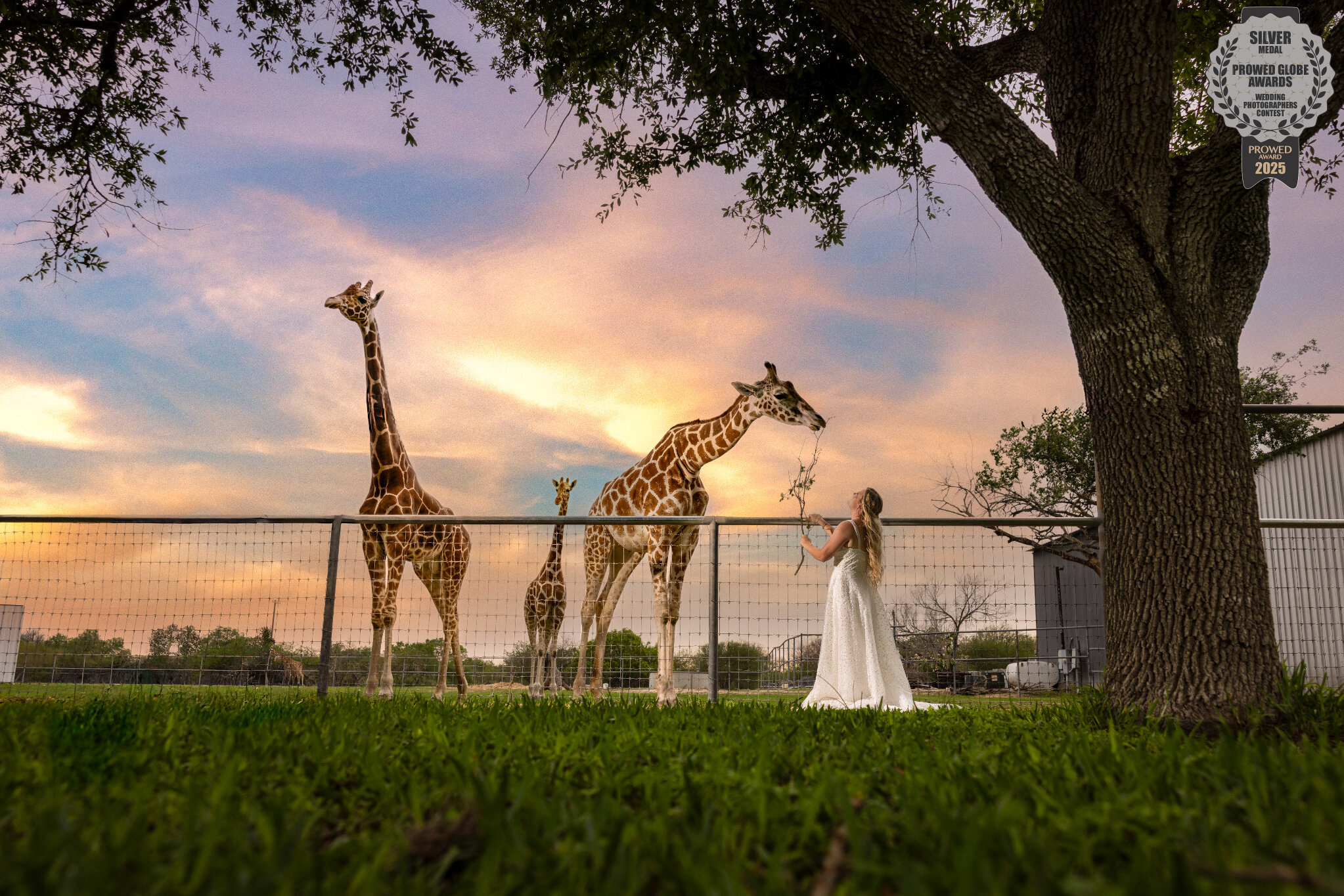 Bride feeding giraffes at YO Ranch Headquarters wedding by GR Weddings
